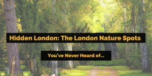 Blog banner reading 'Hidden London: the London nature spots you've never heard of', over a sunlit woodland path